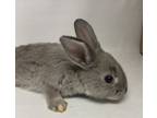 Adopt Ghirardelli a Bunny Rabbit