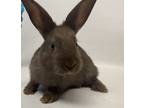Adopt Pop-Tart a Bunny Rabbit