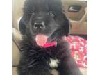 Newfoundland Puppy for sale in Peru, IN, USA