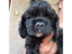 Cavapoo Puppy for sale in Medford, OR, USA