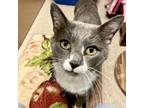 Adopt Wes a Domestic Short Hair