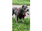 Adopt Tebo a Pit Bull Terrier, Mixed Breed