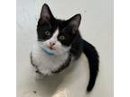 Adopt Ted Lasso a Domestic Short Hair