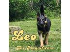 Adopt Leo the Magnificant a German Shepherd Dog