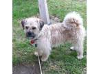 Adopt Laddie a Mixed Breed