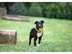 Adopt Moses a Black Labrador Retriever, German Shepherd Dog