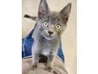 Adopt Clarence a Domestic Short Hair