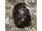 Adopt Stormi a Guinea Pig