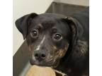 Adopt Timmy a Mixed Breed
