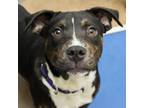 Adopt Tommy a Mixed Breed