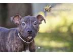 Adopt 73087A Wiggles a American Staffordshire Terrier, Mixed Breed