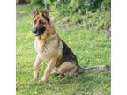 Adopt STORMY-28801 a German Shepherd Dog