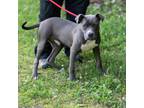 Adopt BOBBITT-28826 a Pit Bull Terrier