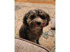 Adopt Oliver a English Shepherd, Poodle
