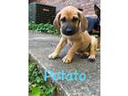 Adopt Potato a Redbone Coonhound, Mixed Breed