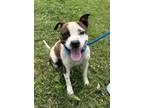 Adopt Moose Tracks a Pit Bull Terrier, Mixed Breed