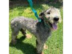 Adopt Blaze a Standard Poodle, Mixed Breed