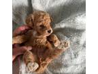 Poodle (Toy) Puppy for sale in Niles, MI, USA
