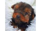 Yorkshire Terrier Puppy for sale in Stockbridge, GA, USA