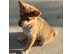 Shiba Inu Puppy for sale in Westminster, CA, USA