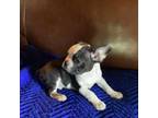 Boston Terrier Puppy for sale in Madison, OH, USA