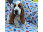 Basset Hound Puppy for sale in Ocala, FL, USA