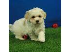 Maltipoo Puppy for sale in Hickory, NC, USA