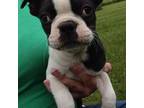 Boston Terrier Puppy for sale in Ithaca, NY, USA