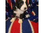 Mutt Puppy for sale in Ackworth, IA, USA