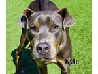 Adopt Kylo a Doberman Pinscher, Terrier
