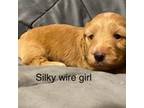 Dachshund Puppy for sale in Corsicana, TX, USA