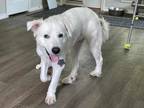 Adopt Buster Bagel SAT a Great Pyrenees