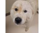 Adopt Mirage DFW a Great Pyrenees