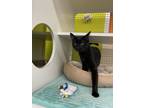 Adopt Commerce Go Lo 4168 a Domestic Short Hair
