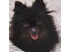 Pomeranian Puppy for sale in Norman, OK, USA
