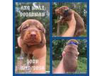 Doberman Pinscher Puppy for sale in Ludowici, GA, USA
