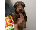 Doberman Pinscher Puppy for sale in Ludowici, GA, USA