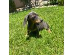 Dachshund Puppy for sale in Wasco, CA, USA