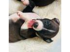 Italian Greyhound Puppy for sale in Front Royal, VA, USA