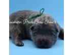 Chow Chow Puppy for sale in Olivehill, TN, USA