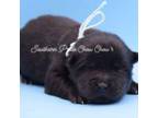 Chow Chow Puppy for sale in Olivehill, TN, USA