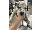 Adopt 56034780 a Catahoula Leopard Dog, Mixed Breed