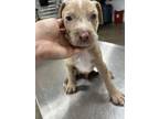 Adopt 56034777 a Catahoula Leopard Dog, Mixed Breed