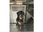 Adopt Harlem a Pit Bull Terrier, Mixed Breed