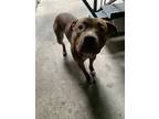 Adopt Horace a Pit Bull Terrier, Mixed Breed