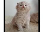 Pure Breed British Shorthair Kittens Lilac