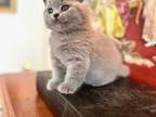 Pure Breed British Shorthair Kittens Blue
