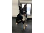 Adopt 56000544 a Border Collie, Mixed Breed