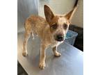 Adopt Okra a Cattle Dog, Mixed Breed