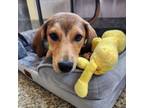 Adopt Sadie Pup: Reuben a Labrador Retriever, Shepherd